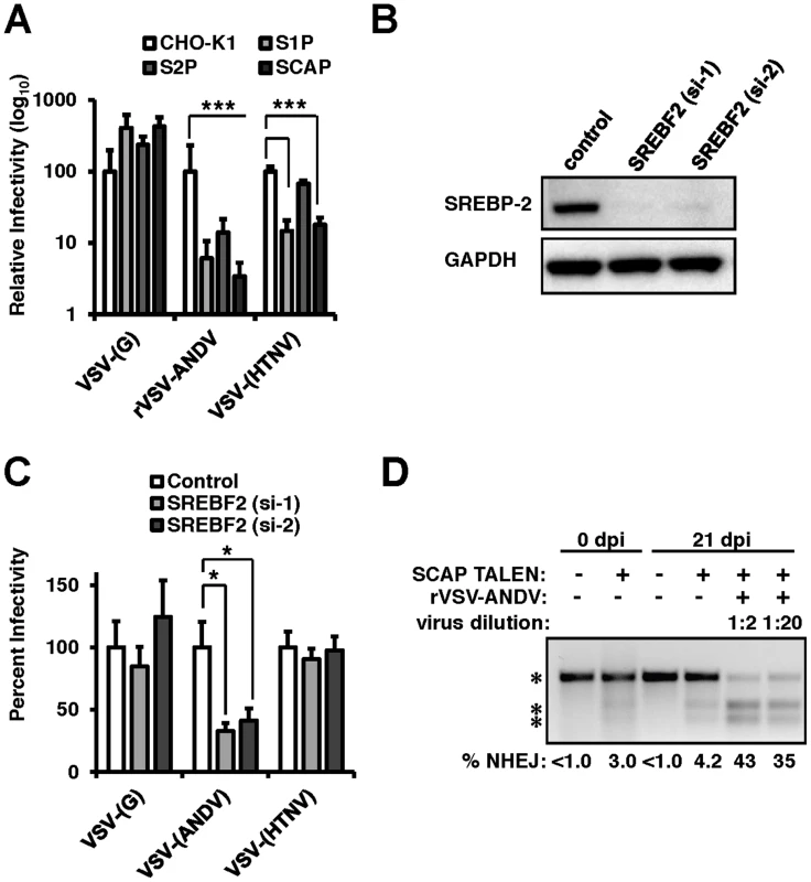 The sterol regulatory complex promotes infection of ANDV.