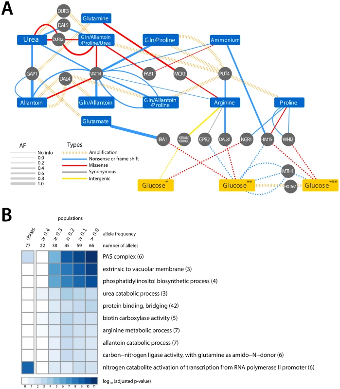 Adaptive mutations occur in functionally related loci.