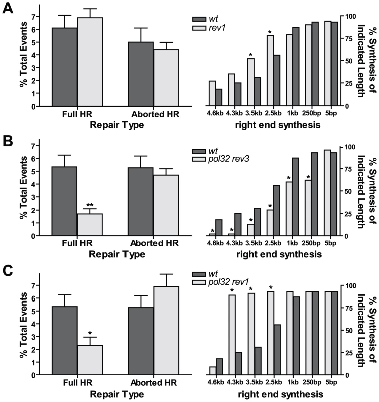 Rev1 regulates extent of repair synthesis during HR.