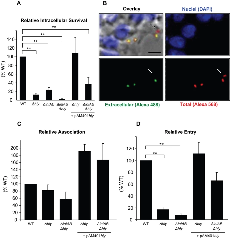 LLO is required for efficient entry of <i>L. monocytogenes</i> into HepG2 cells.