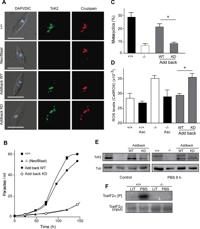 Wild type, but not the kinase dead TcK2 restores the knockout phenotypes.