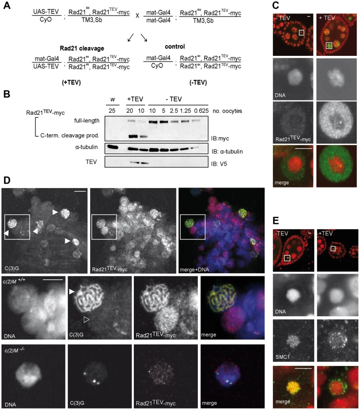 Rad21<sup>TEV</sup>-myc cleavage by TEV protease expression during oogenesis results in cohesin dissociation from chromatin.