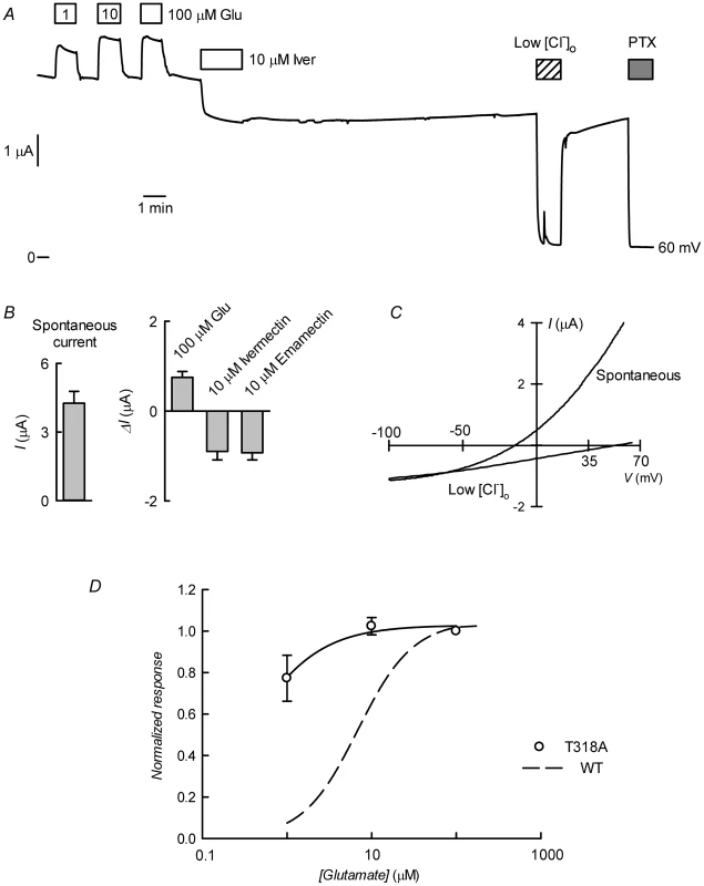 CrGluCl-T318A expression in <i>Xenopus</i> oocytes.