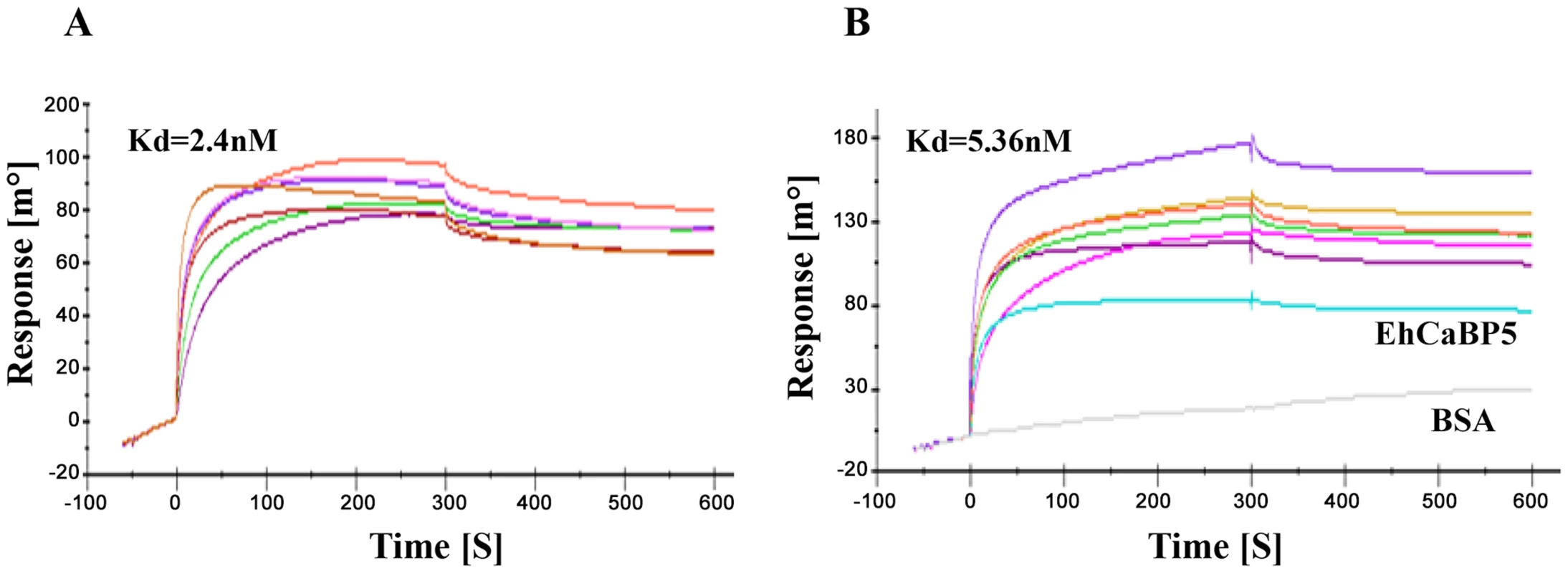 Binding of EhCaBP5 with IQ motif.