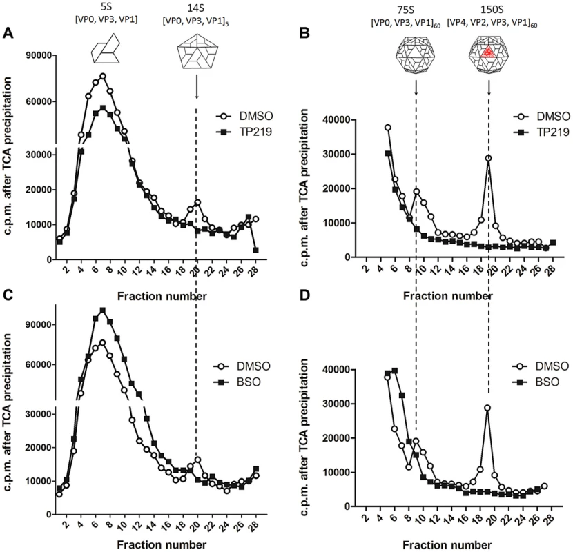 TP219- and BSO-treatment prevents the formation of 14S particles.