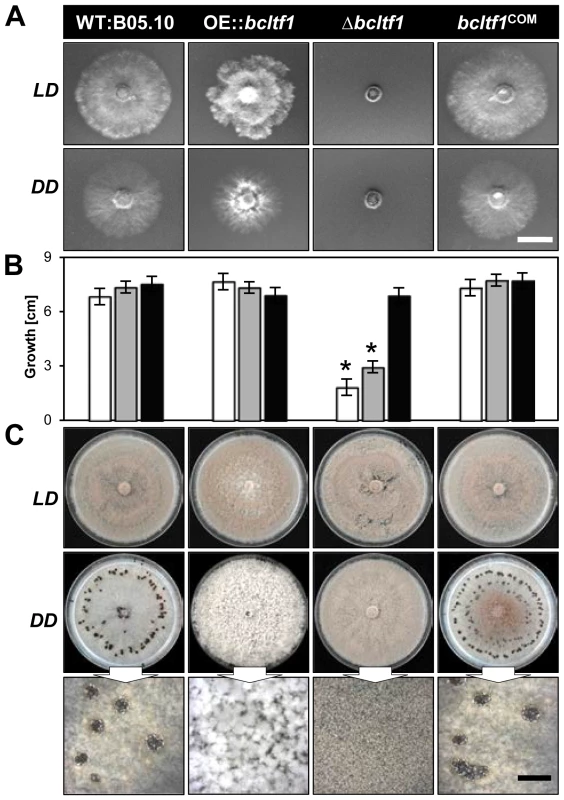 Mutations of <i>bcltf1</i> alter light-dependent growth and differentiation programs.