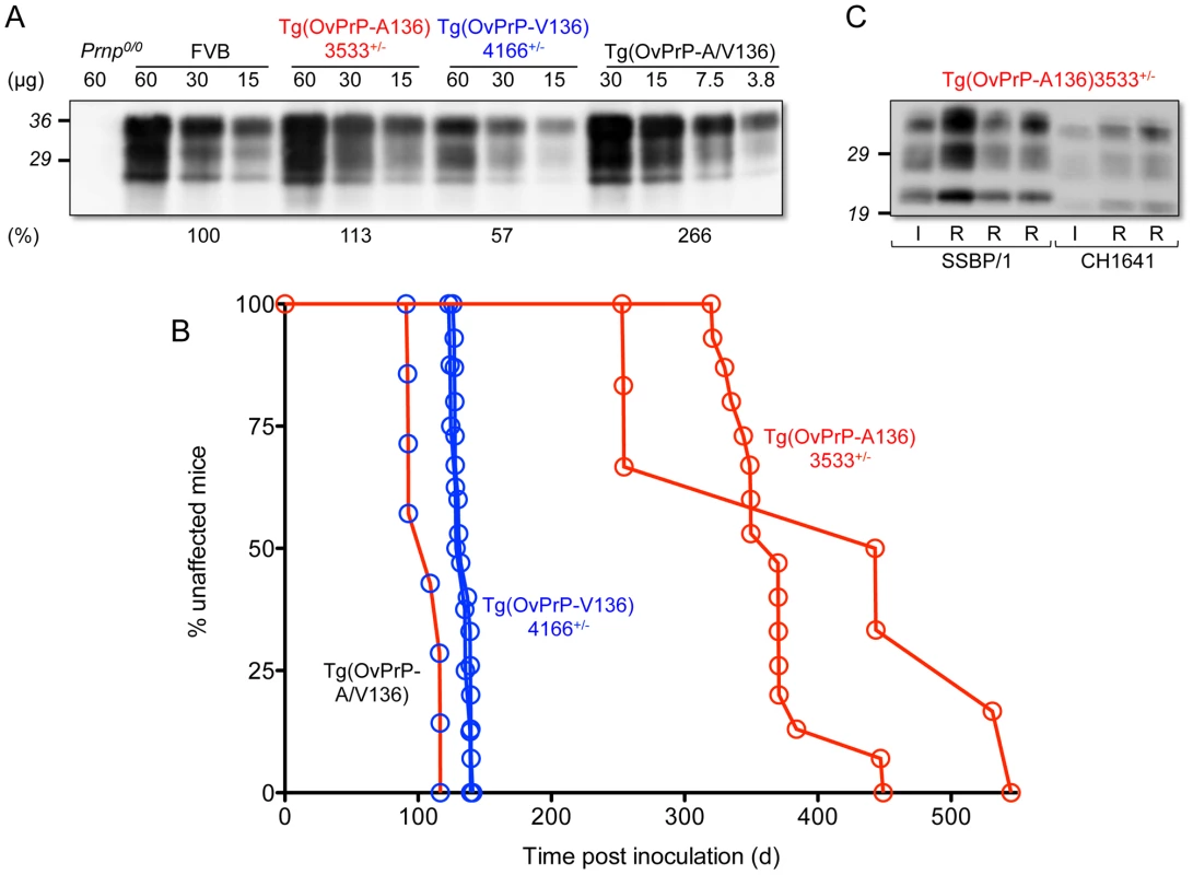 Characterization of transgenic mice expressing OvPrP-A136 and OvPrP-V136. A.