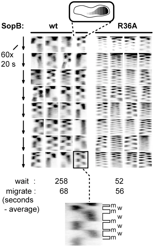 Effect of SopB-R36A on SopA relocation at high resolution.