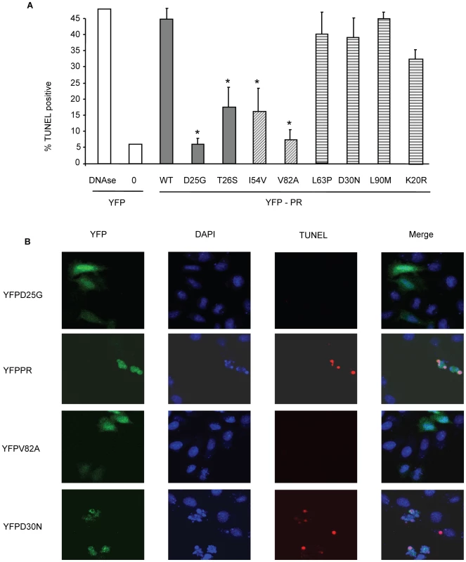Discordance Associated Mutations (DAMs) within HIV-1PR alters the generation of TUNEL positivity.