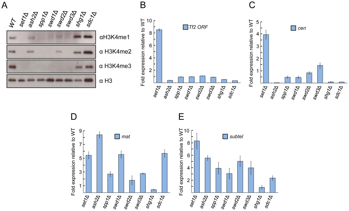 Set1 represses <i>Tf2s</i> and heterochromatic loci dependent and independent of Set1C subunits.