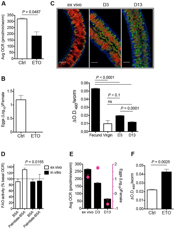 Schistosomes use FA from lipid droplets for FAO to produce eggs.