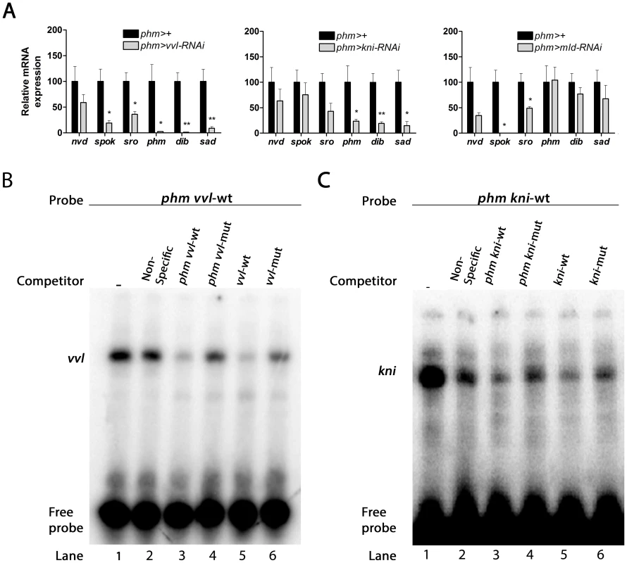 <i>vvl</i>, <i>kni</i> and <i>mld</i> are required for the expression of genes in the ecdysone biosynthetic pathway.