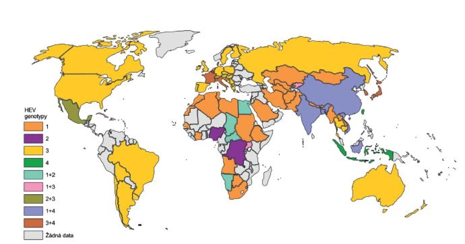 Rozšíření genotypů viru hepatitidy E (HEV) ve světě 
Fig. 1. Distribution of HEV genotypes in the world
