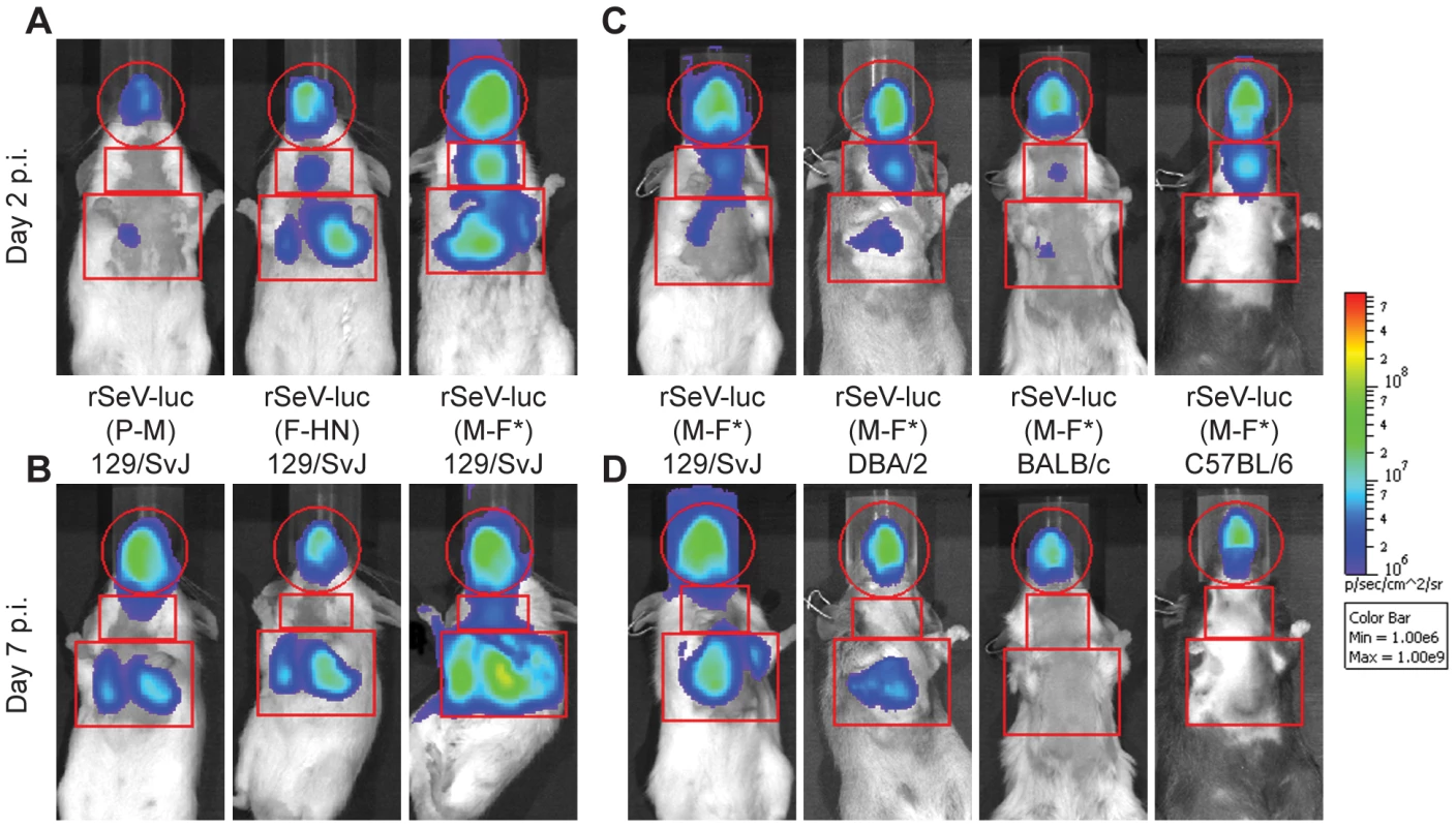 Non-invasive bioluminescence imaging of Sendai virus infection in the respiratory tracts of living mice.