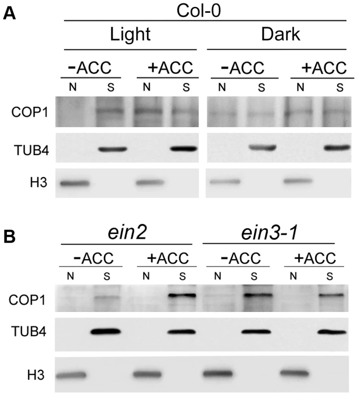 Biochemical detection of COP1 in the cytoplasm and nucleus.