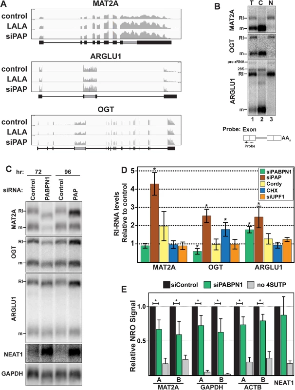RI-RNAs are subject to PPD.