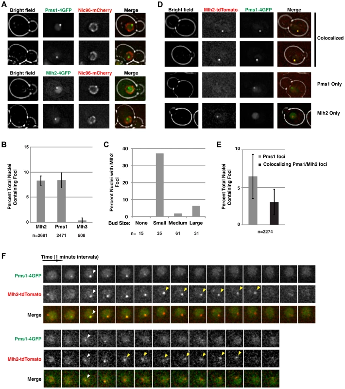 Mlh2 forms foci that partially colocalize with Pms1.