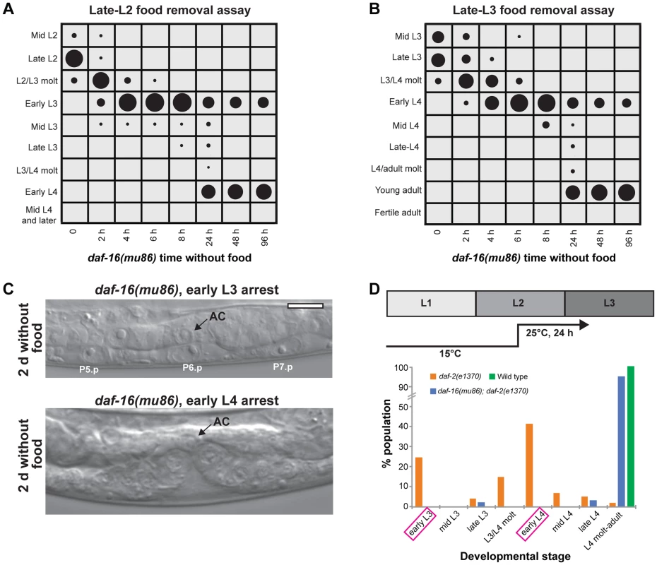 The insulin-like signaling pathway regulates progression past the L3 and L4 checkpoints.
