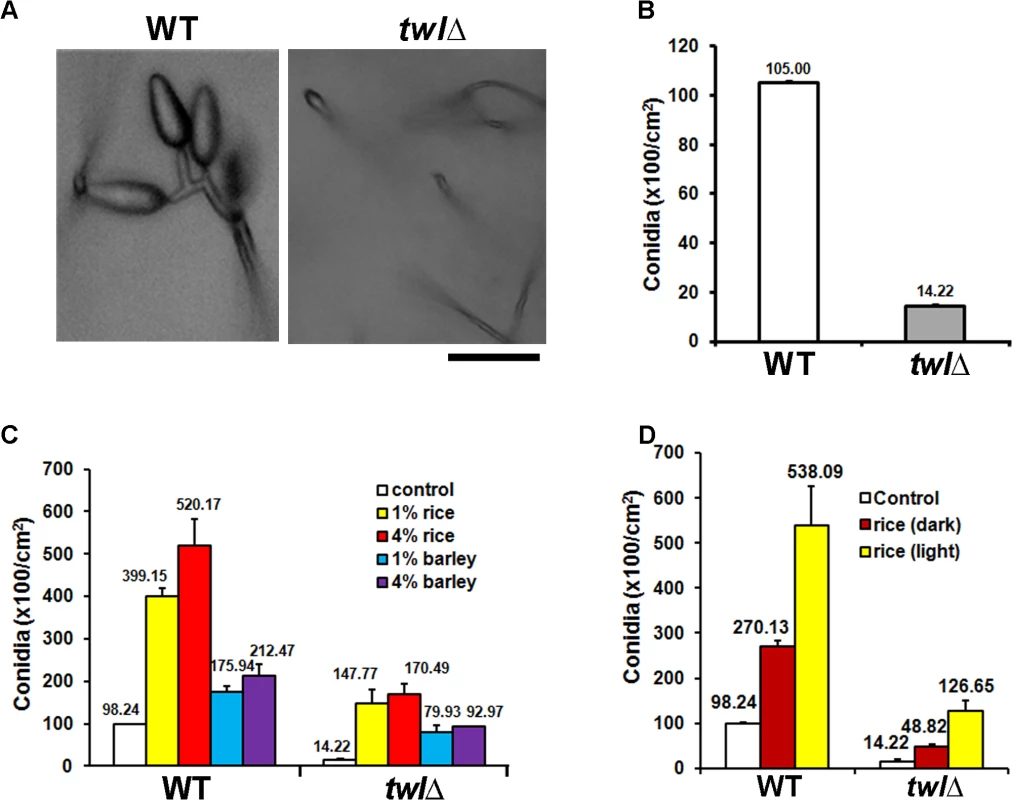Twl is essential for proper conidiation in <i>M</i>. <i>oryzae</i>, likely by integrating nutrient homeostasis with phototropism.