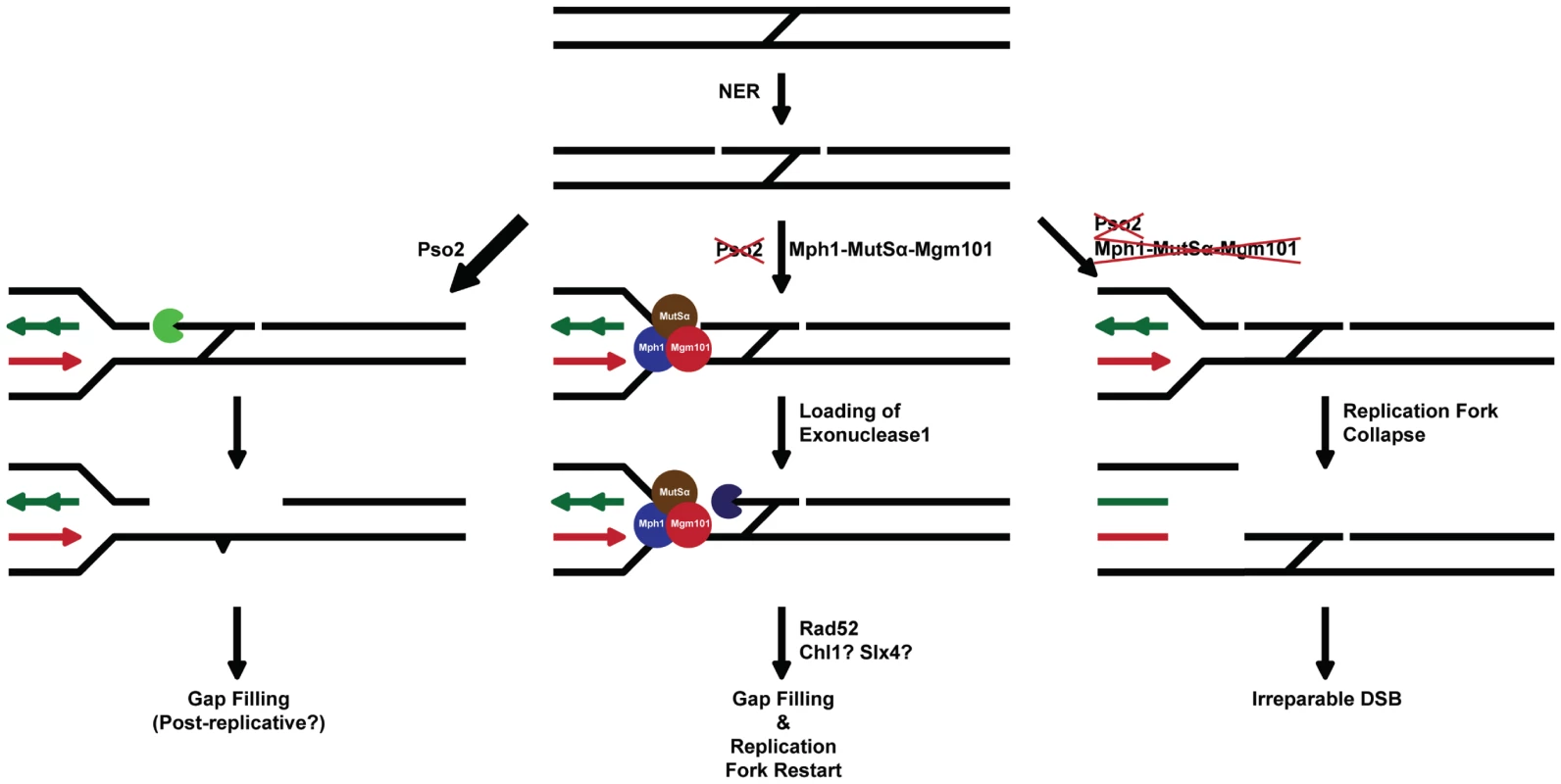 A model for the two major ICL processing pathways in budding yeast, one controlled by Pso2 and the other by Mph1-Mgm101-MutSα in collaboration with Exo1.
