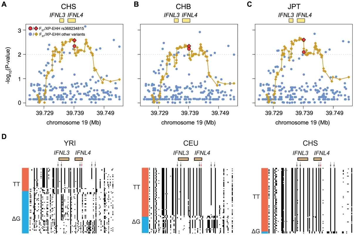 Empirical P-values of the F<sub>ST</sub> and XP-EHH analysis (depicted as dots or diamonds, respectively) in the 30 Kb genomic locus around <i>IFNL4</i> (chr19:39724153–39754153) for (A) CHS, (B) CHB, and (C) JPT using YRI as background.