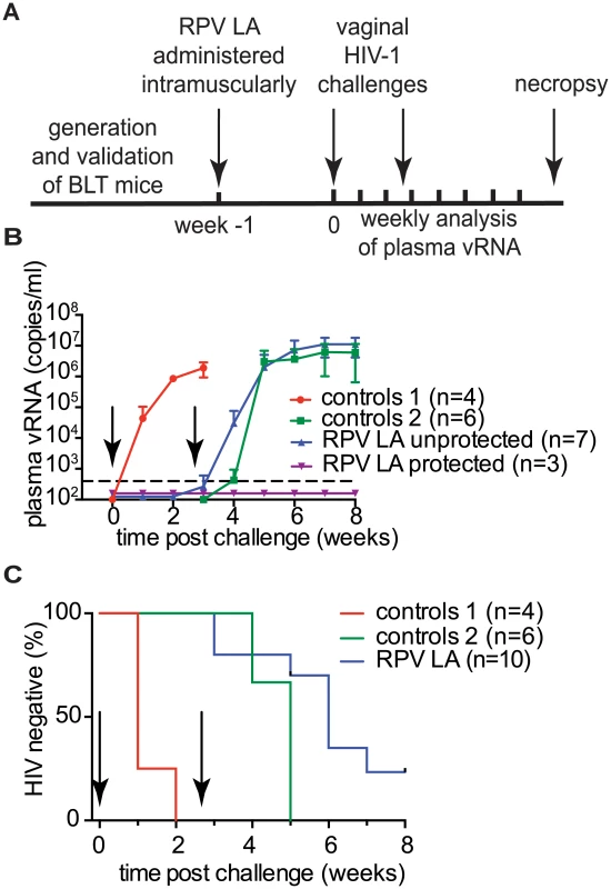 Analysis of RPV LA protection after exposure to high doses of multiple transmitted/founder viruses and an early passage primary isolate.