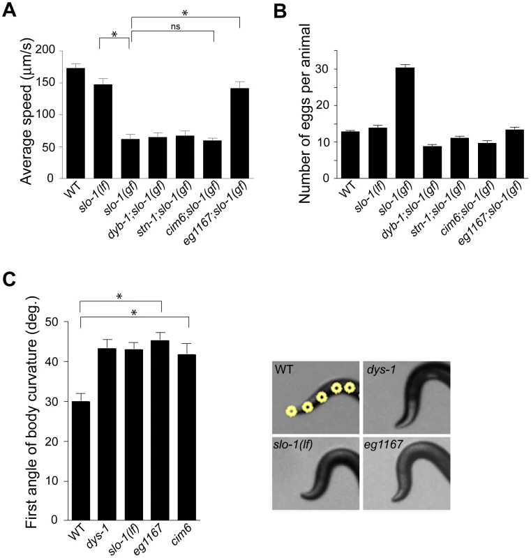A genetic screen for <i>slo-1(gf)</i> suppressor mutants yields genes encoding components of the dystrophin complex and a novel gene.