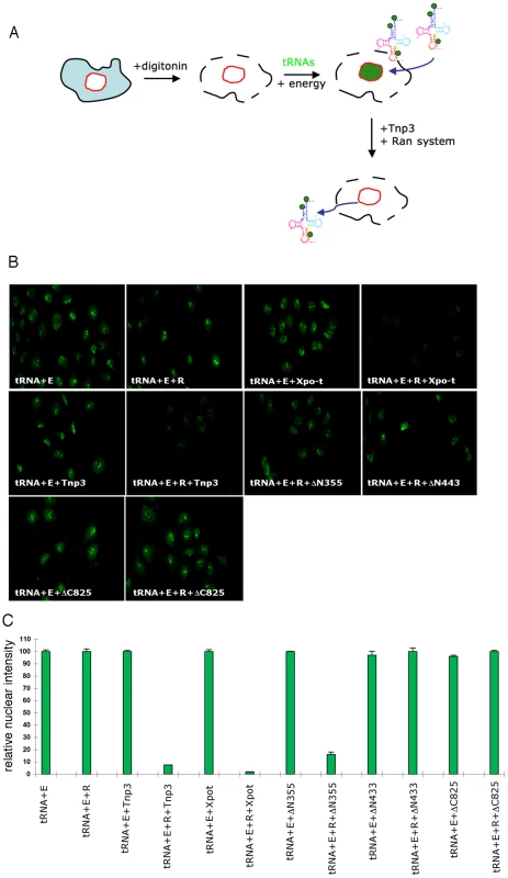 Tnp3 is an export receptor for certain tRNA species.