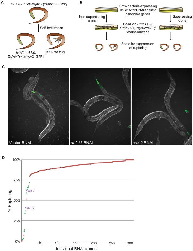 Novel suppressors of vulval rupture in <i>let-7</i> null mutants.