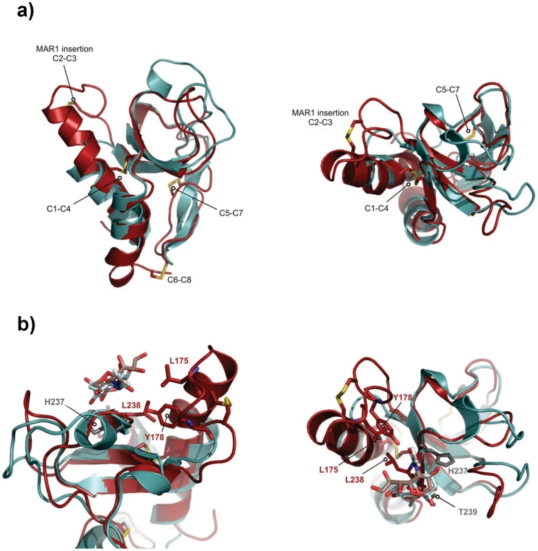 Three-dimensional structure of the MAR1b domain from EtMIC3.