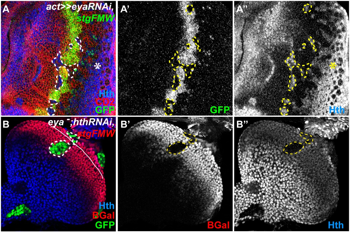 So/Eya are positive regulators of <i>stg-FMW</i>.