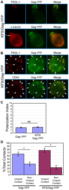 Env is not required for Gag localization to the uropod.