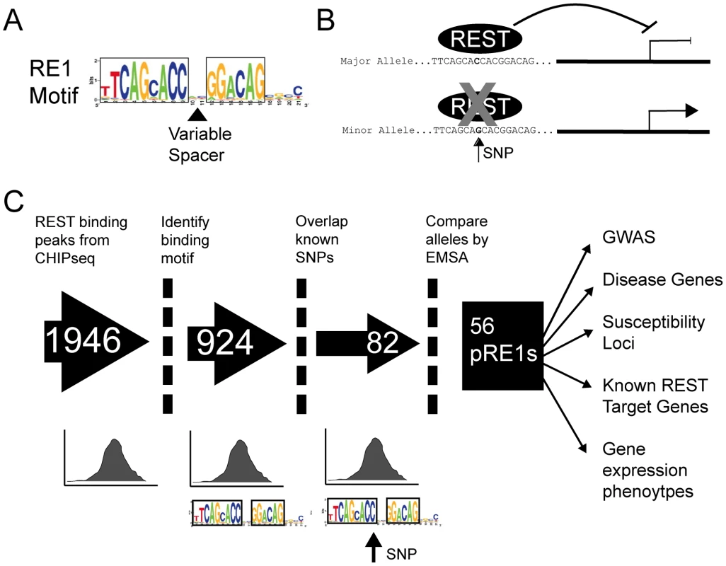 Experimental pipeline to discover SNPs that affect gene repression by REST.