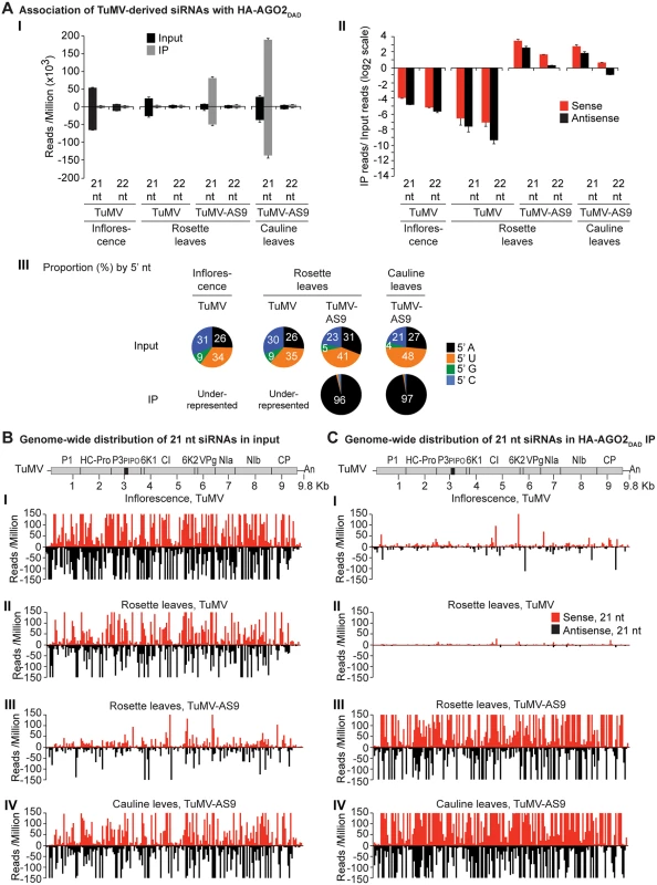 Profile of endogenous and TuMV-derived siRNAs in plants expressing HA-AGO2<sub>DAD</sub> in an <i>ago2–1</i> background.