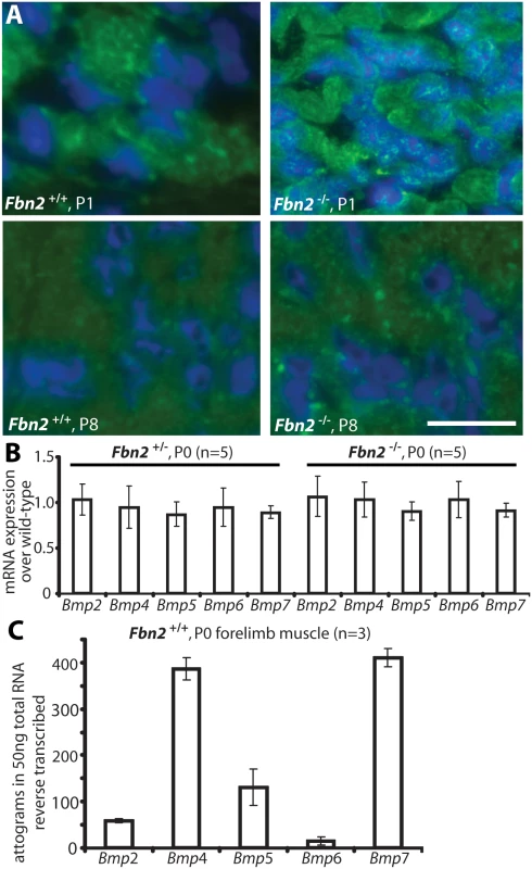 BMP signaling in wildtype and <i>Fbn2</i> null forearm muscle.