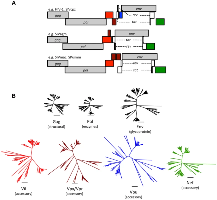 Accessory proteins are the most diverse of the primate lentivirus proteins.