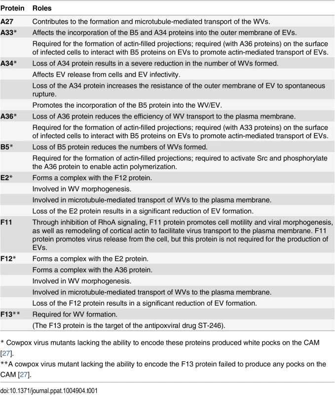 Vaccinia virus proteins involved in the formation and transport of EVs [reviewed in <em class="ref">2</em>,<em class="ref">4</em>,<em class="ref">5</em>,<em class="ref">8</em>].