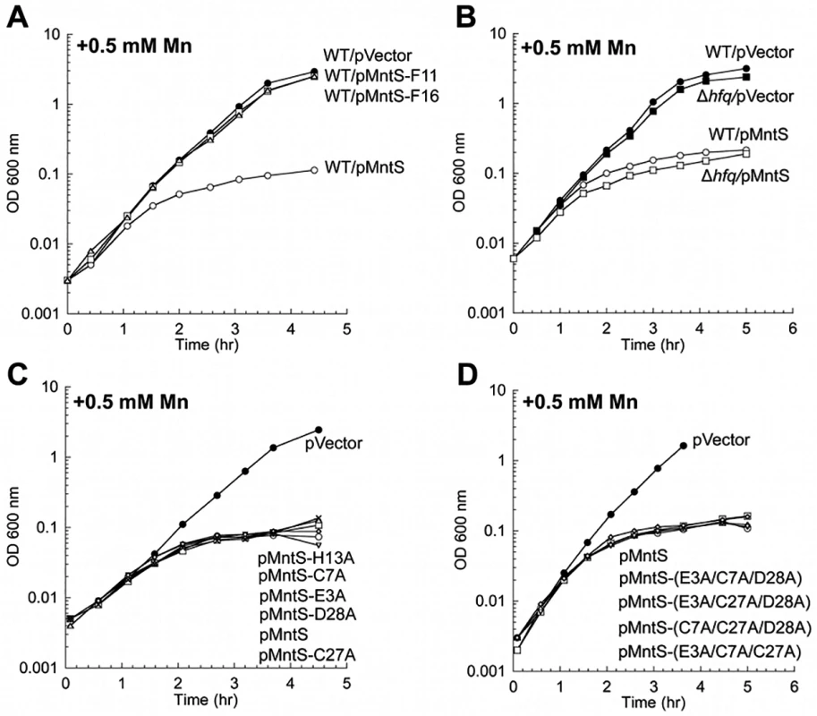 MntS confers manganese sensitivity by acting as a protein but not as a metal chaperone.