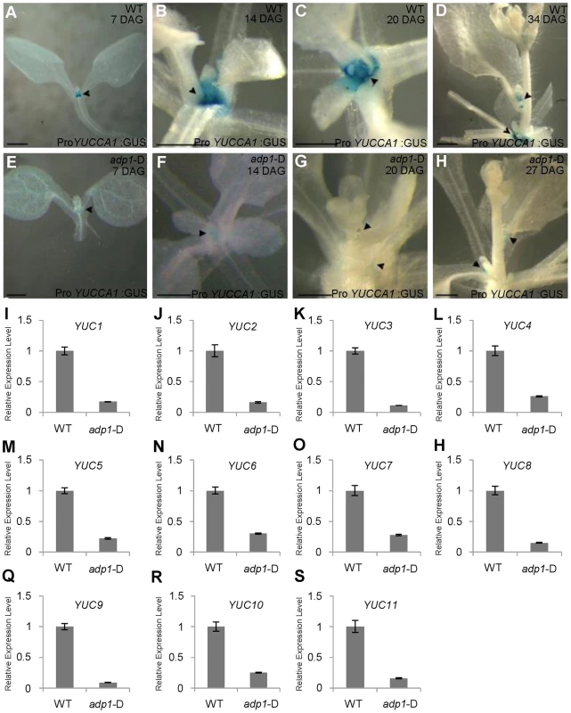 Auxin Biosynthesis was reduced in <i>adp1</i>-D mutants.