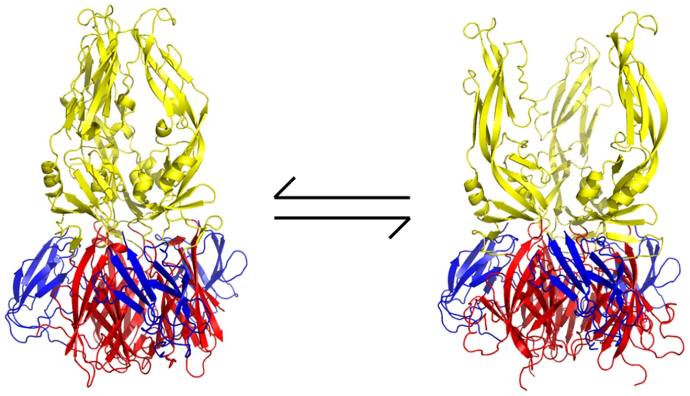 Proposed mechanism of action of small-molecule inhibitors and postulated equilibrium between two conformations of the sE trimer.