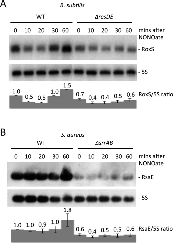 Nitric oxide dependent expression of RoxS in <i>B. subtilis</i> and <i>S. aureus</i>.
