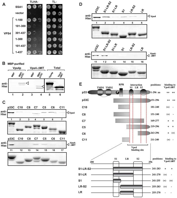 Interaction between Vps4p and the tombusvirus p33 replication protein.