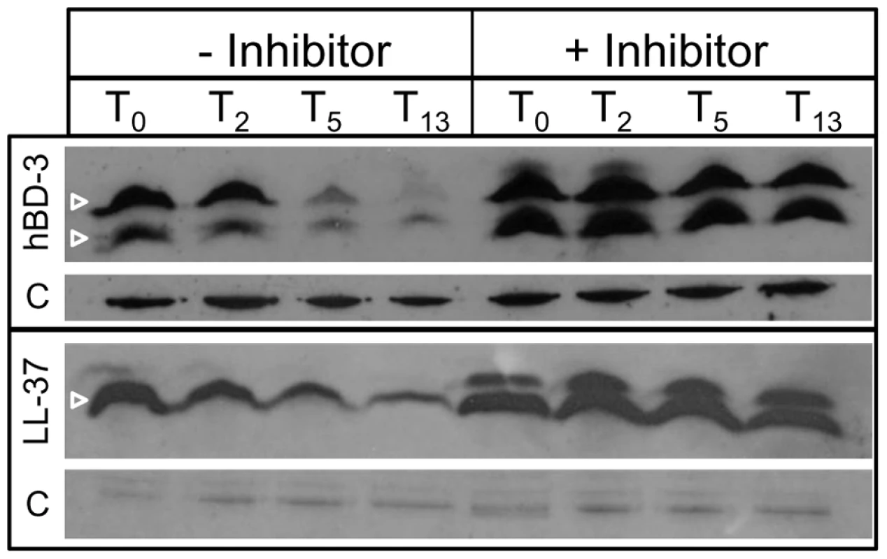 Degradation of AMPs by cytoplasmic peptidase activity.