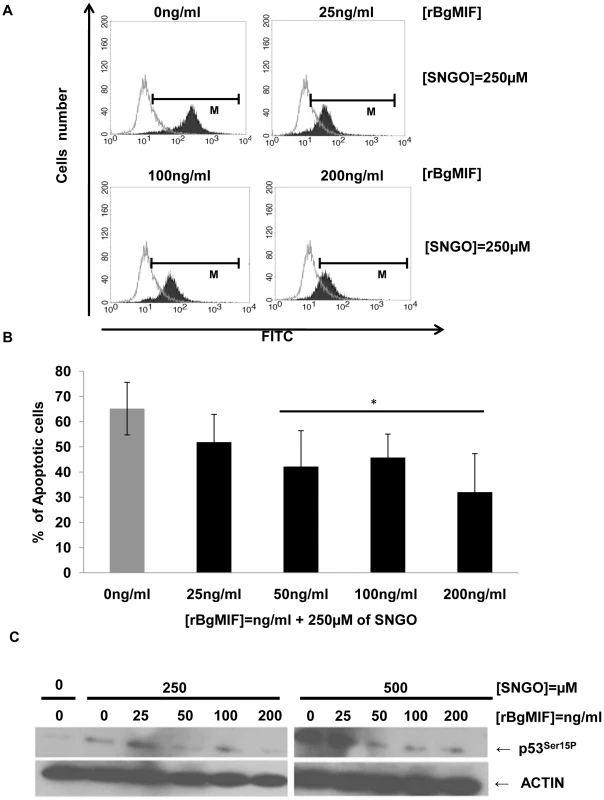 rBgMIF suppresses NO induced apoptosis in Bge cells.