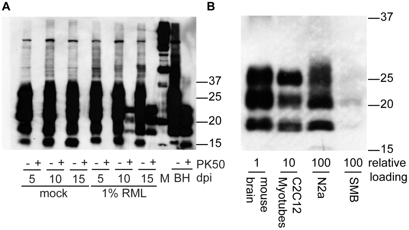 Accumulation of PrP<sup>Sc</sup> in C2C12 myotubes, N2a neuroblastoma cells and SMB scrapie mouse brain cells.