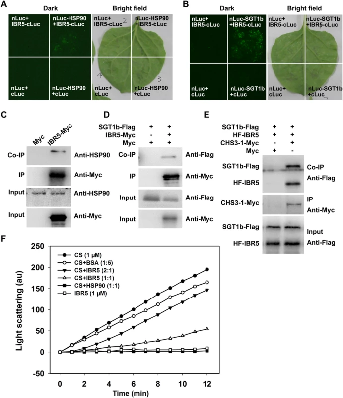 Interaction of IBR5 with HSP90 and SGT1b.