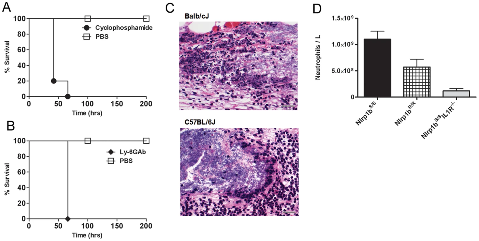 Neutrophils protect against <i>B. anthracis</i> infection.