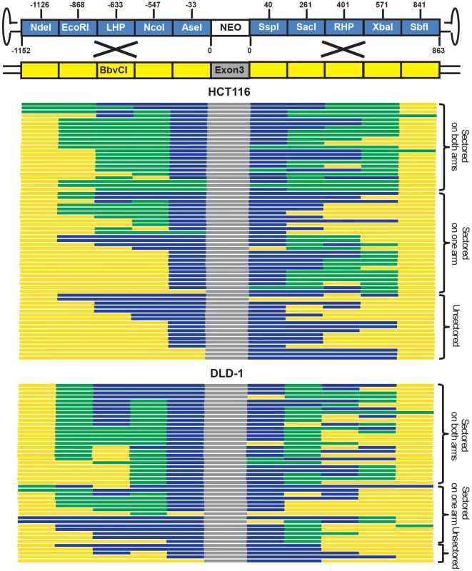 rAAV gene targeting is associated with the formation of sectored colonies.