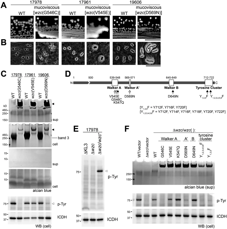 <i>A</i>. <i>baumannii</i> Wzc autokinase determines capsular exopolysaccharide polymer length.