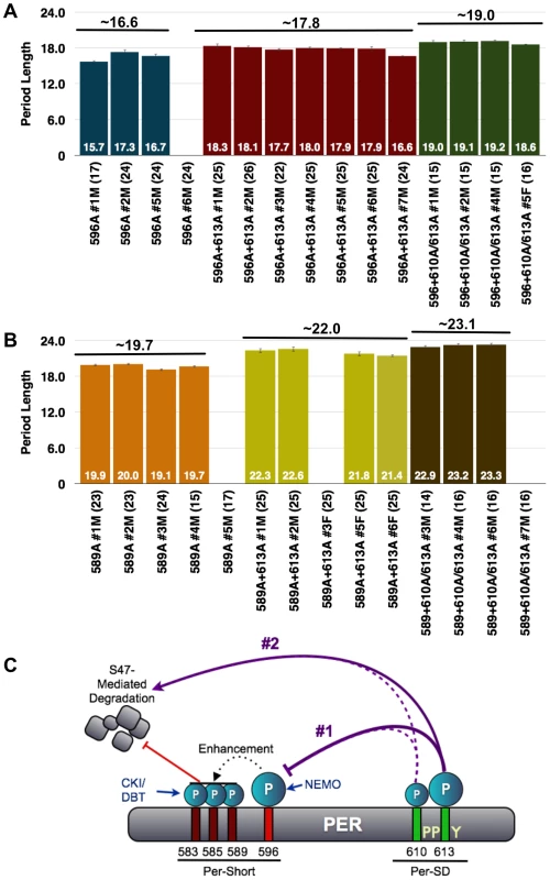 The short period phenotype of S596A is epistatic to S613A.